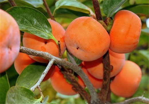 خواص خرمالو در جلوگیری از بیماریها