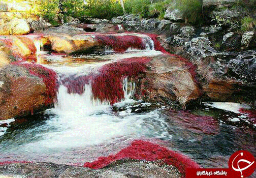 زیباترین رودخانه دنیا درکلمبیا + تصاویر