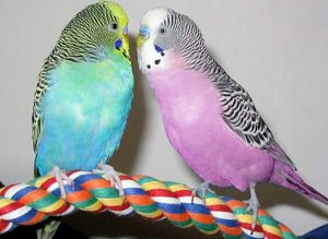 همه چیز درباره مرغ عشق/پرنده ای که میتواند هزار و ۷۰۰ کلمه را پشت سرهم تکرار کند همه چیز درباره مرغ عشق/پرنده ای که میتواند هزار و ۷۰۰ کلمه را پشت سرهم تکرار کند
