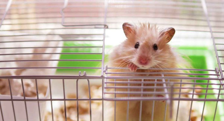 همسترها چه نوع حیواناتی هستند؟ همسترها چه نوع حیواناتی هستند؟