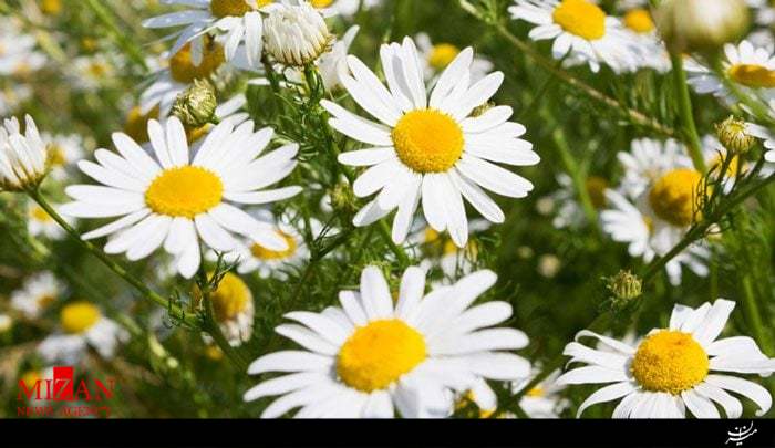 ۸ نکته کلیدی درباره خواص گل بابونه///عید