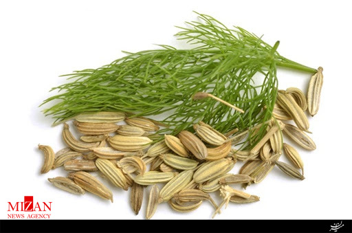 خواص دارویی و درمانی گیاه رازیانه خواص دارویی و درمانی گیاه رازیانه