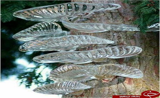 تصاویری زیبا از شگفتی خلقت پروردگار تصاویری زیبا از شگفتی خلقت پروردگار