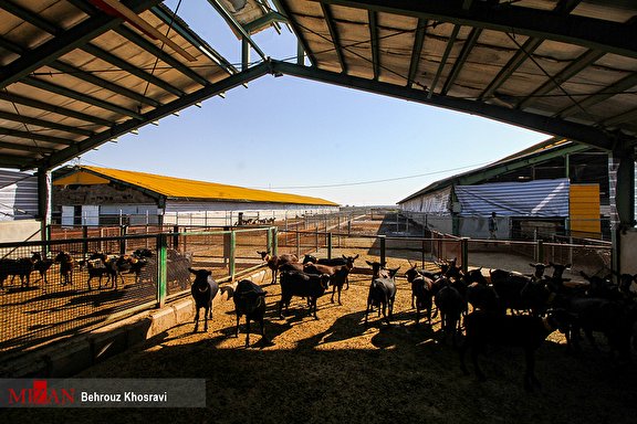تلاش دستگاه قضایی برای احیای ۴۳ واحد فرآوری و دامداری تعطیل در گلستان در سال جهش تولید