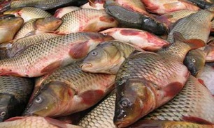 زنجیره صنایع شیلاتی بدون ضایعات ایجاد می‌شود
