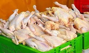 آغاز صادرات مرغ طی ۱۰ روز آینده