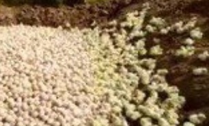 واکنش جمعی از وکلای مردم به «دفن ۱۵میلیون قطعه جوجه زنده»