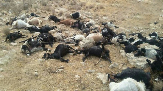 تلف شدن ۱۰۰ راس دام سبک در اثر صاعقه