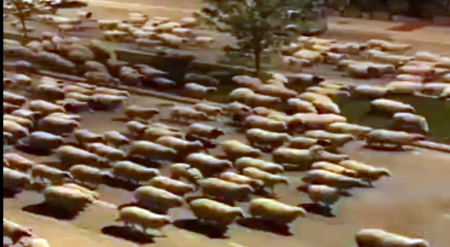 تردد آزاد گوسفندان شهر خواهرخوانده گرگان تردد آزاد گوسفندان شهر خواهرخوانده گرگان