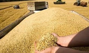 خرید گندم مازاد بر نیاز کشاورزان از ۱.۱ میلیون تن گذشت