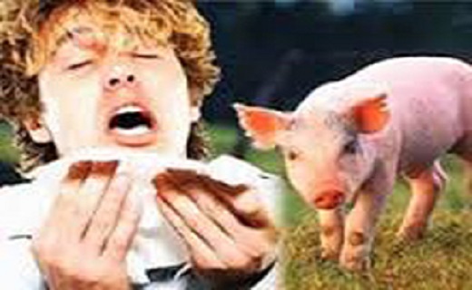 10 راه برای مقابله خانگی با آنفلوآنزای خوکی