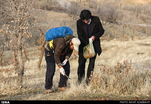 کاشت 20 هزار بذر بلوط در جنگل های کوهدشت + تصاویر