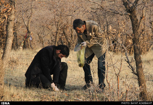 کاشت 20 هزار بذر بلوط در جنگل های کوهدشت + تصاویر