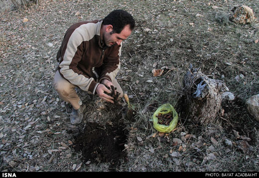 کاشت 20 هزار بذر بلوط در جنگل های کوهدشت + تصاویر