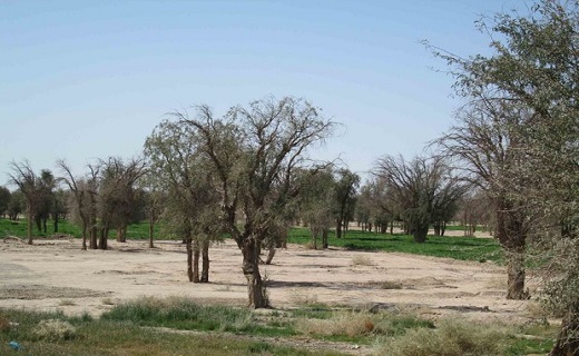 کویر جنگل‌های عمانی را می‌بلعد/رؤیایی که در شرق کرمان غروب می‌کند + تصاویر