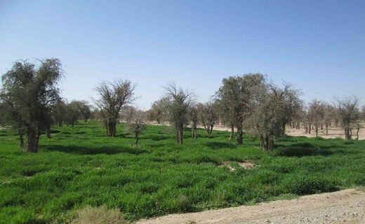 کویر جنگل‌های عمانی را می‌بلعد/رؤیایی که در شرق کرمان غروب می‌کند + تصاویر