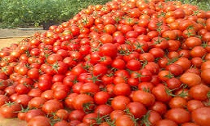 خرید حمایتی گوجه‌فرنگی از امروز در کرمان آغاز می‌‌شود