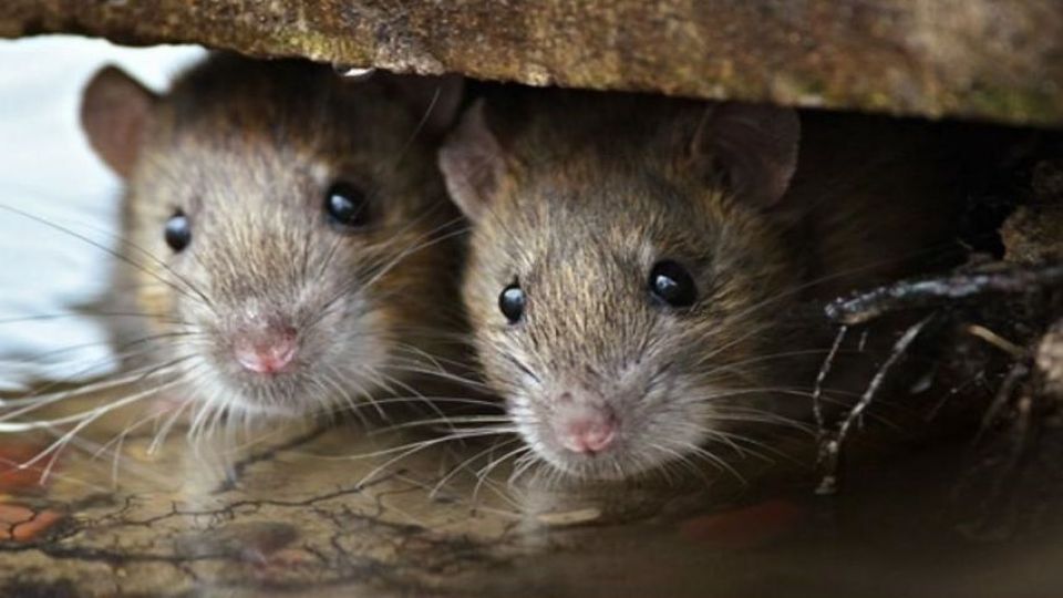 آخرین اقدامات انجام شده برای کنترل جمعیت موشها در تهران