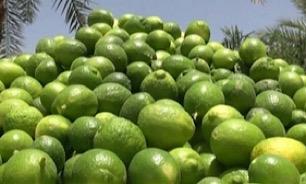 جریمه ۱۰ میلیاردی تعزیرات حکومتی برای گرانفروشی و عرضه خارج از شبکه لیموترش جریمه ۱۰ میلیاردی تعزیرات حکومتی برای گرانفروشی و عرضه خارج از شبکه لیموترش