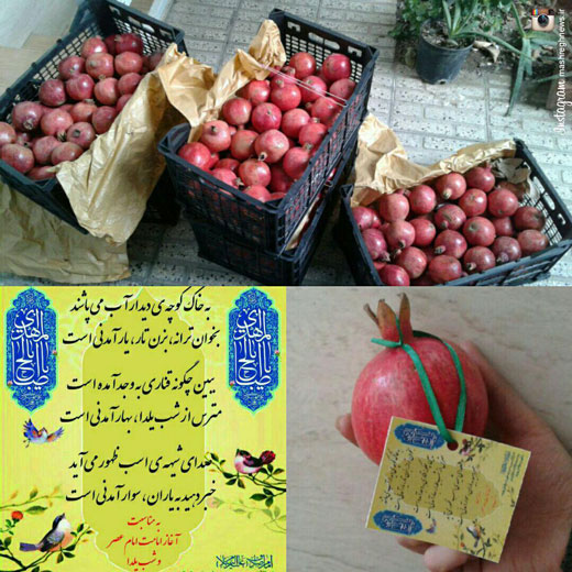 توزیع انارهای مزین به دل نوشته های مربوط به امام زمان(عج) در شب یلدا + تصاویر توزیع انارهای مزین به دل نوشته های مربوط به امام زمان(عج) در شب یلدا + تصاویر