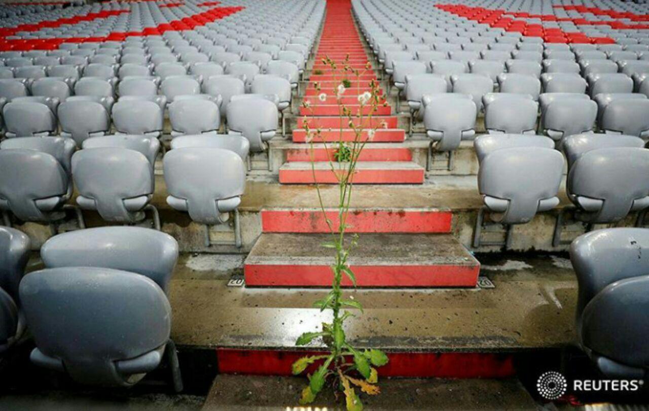 گیاهان جای خالی هوادران را پر کردند