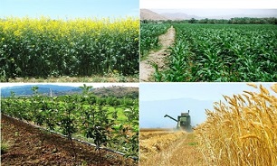 طرح الگوی کشت در استان‌های قطب تولید از پاییز اجرا می‌شود