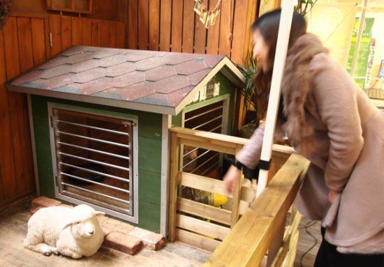استفاده از گوسفندان در یک کافی شاپ +عکس استفاده از گوسفندان در یک کافی شاپ +عکس