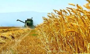 خرید تضمینی بیش از ۲ میلیون تن گندم توسط شبکه تعاونی‌های روستایی و کشاورزی