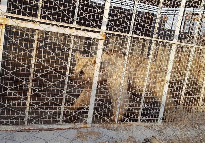 باغ وحش‌داران متخلف به مراجع قضایی معرفی شوند