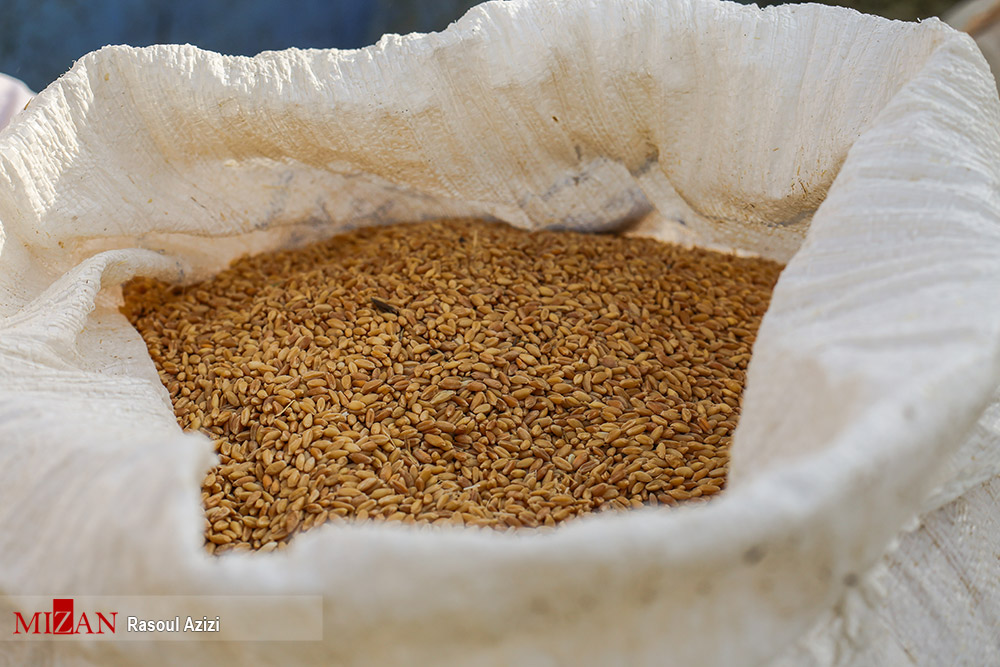 توقیف محموله گندم هنگام خروج غیرمجاز از گلستان