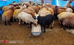 هشدار وزارت بهداشت در خصوص شباهت علائم کرونا و تب کریمه کنگو در آستانه عید قربان