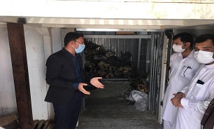 معدوم کردن ۵۰۰ تن ماهی حلوا در شهرستان سیب و سوران استان سیستان و بلوچستان