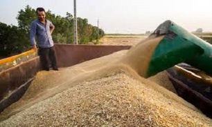 خرید گندم مازاد بر نیاز کشاورزان از ۷.۱ میلیون تن گذشت