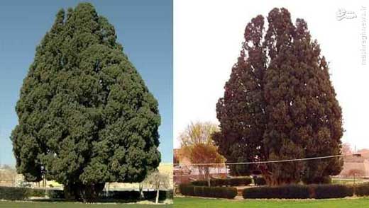 درختی که پسر حضرت نوح در یزد کاشت + تصاویر درختی که پسر حضرت نوح در یزد کاشت + تصاویر