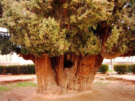درختی که پسر حضرت نوح در یزد کاشت + تصاویر درختی که پسر حضرت نوح در یزد کاشت + تصاویر