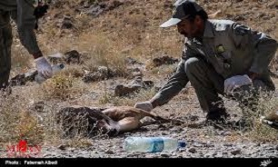 کوتاهی دولت در ریشه‌کن کردن طاعون نشخوارکنندگان / ۱۸۰ قربانی در کلاه ‌قاضی