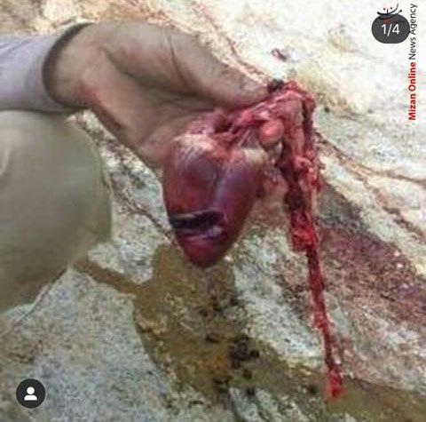پاتوق متخلفان شکار و صید در فضای مجازی خصوصی شد! پاتوق متخلفان شکار و صید در فضای مجازی خصوصی شد!