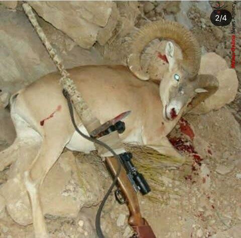 پاتوق متخلفان شکار و صید در فضای مجازی خصوصی شد! پاتوق متخلفان شکار و صید در فضای مجازی خصوصی شد!