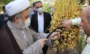ضرورت تسهیل فضای کسب و کار برای تولید کنندگان خرما و صنایع تبدیلی در خوزستان