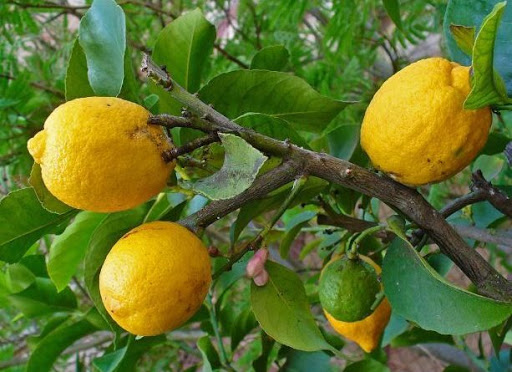 طبع میوه بالنگ سرد است یا گرم؟