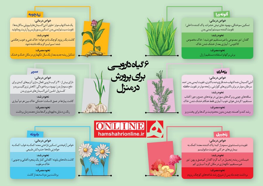 بهترین گیاهان دارویی برای پرورش در خانه بهترین گیاهان دارویی برای پرورش در خانه