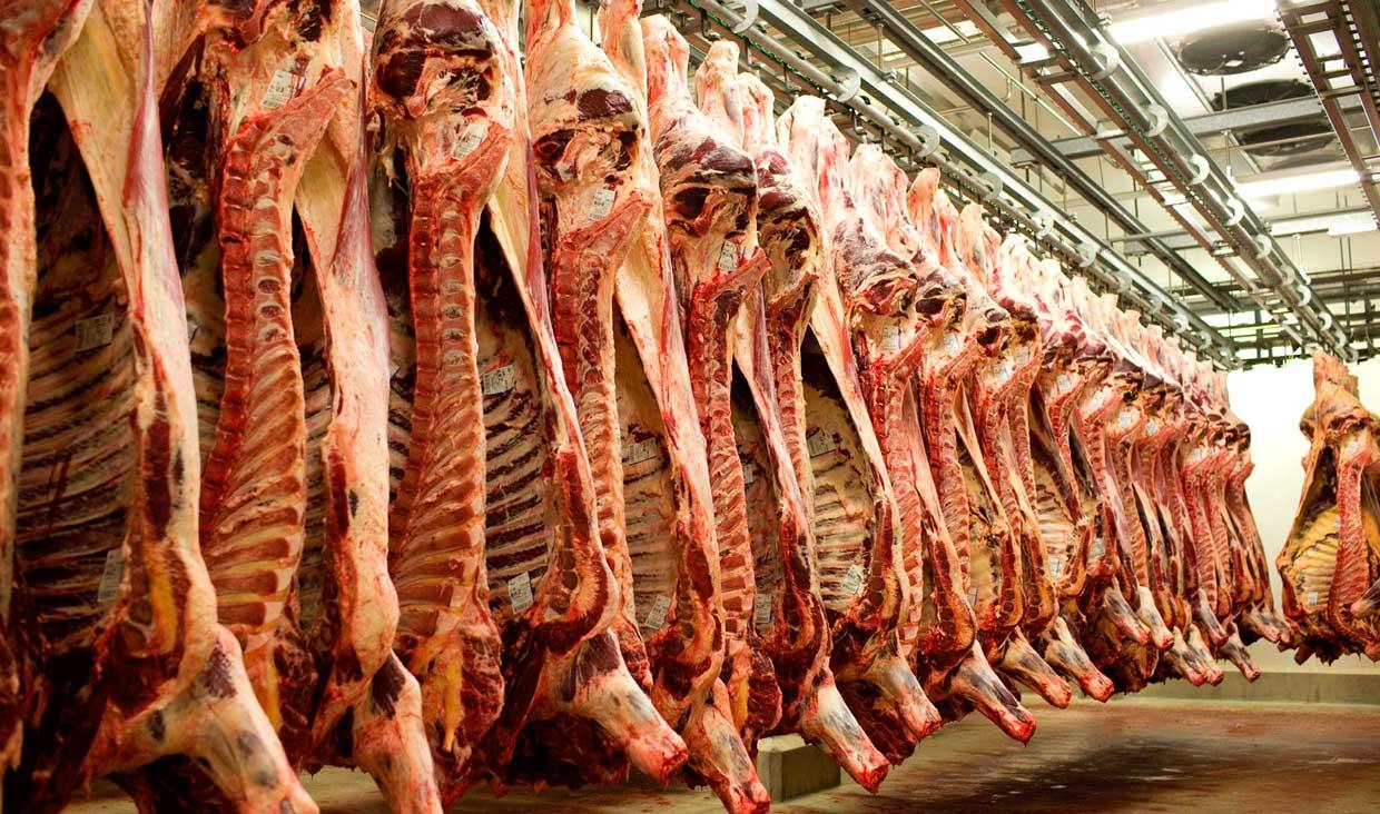 مهار نوسان قیمت دام از دامداری تا خرده فروشی با رونق خرید تضمینی
