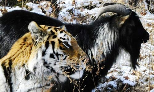 دوستی جالب یک ببر با شکارش +عکس دوستی جالب یک ببر با شکارش +عکس