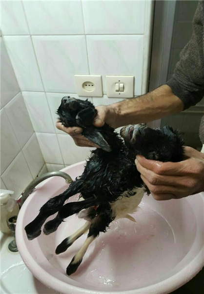 داعش پسر 4 ساله عراقی را منفجر کرد/تصویری جالب از خوابگاه پسران/تولد بره با 2 سر و 5 پا در بادرود + عکس