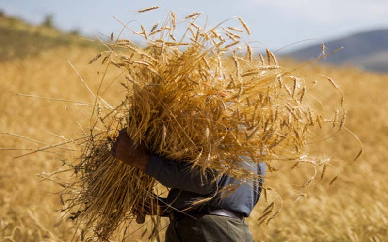 قیمت خرید تضمینی محصولات کشاورزی ۳ ماه قبل از آغاز سال زراعی تعیین می‌شود