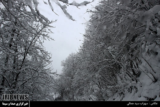 جنگل هاي سپيد پوش گيلان + تصاویر
