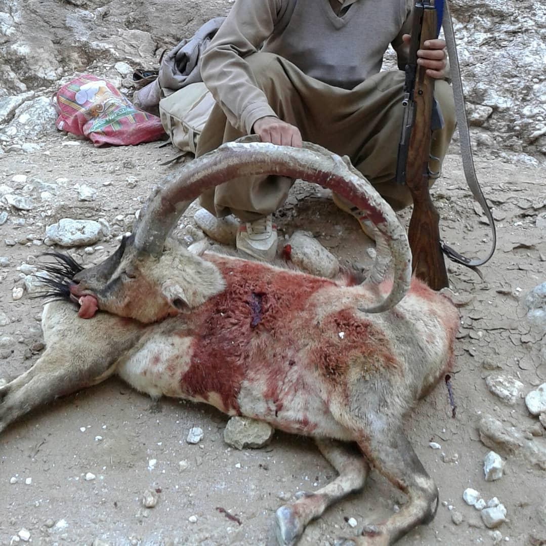 شکار غیرمجاز