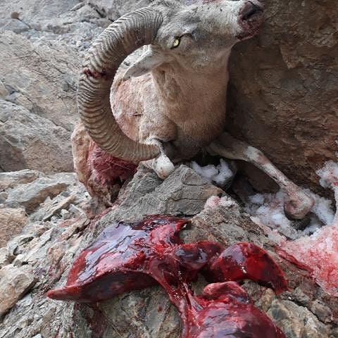 شکار غیرمجاز