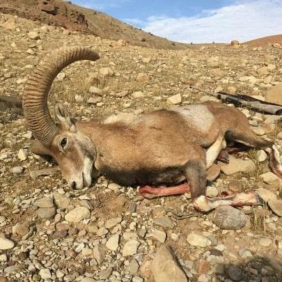 شکار غیرمجاز