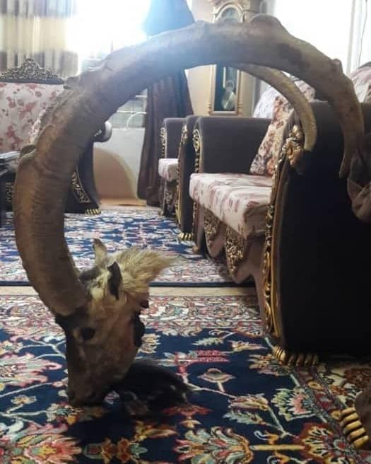 شکار غیرمجاز